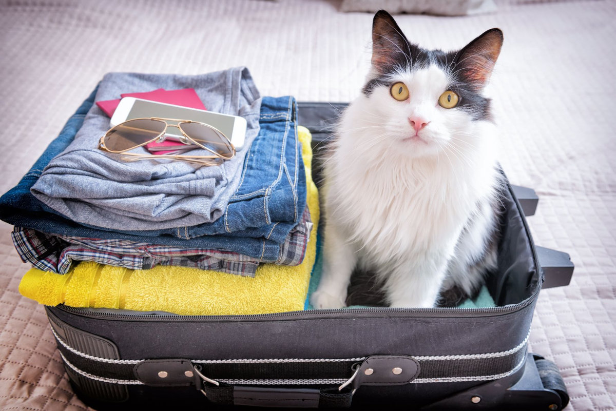 portare gatto in vacanza